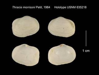 To NMNH Extant Collection (Thracia morrisoni Holotype USNM 635218)