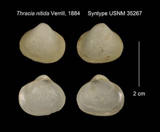 To NMNH Extant Collection (Thracia nitida Syntype USNM 35267)