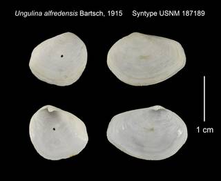 To NMNH Extant Collection (Ungulina alfredensis Syntype USNM 187189)