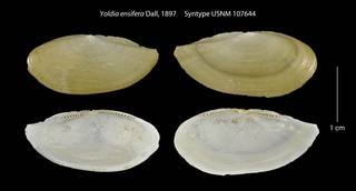 To NMNH Extant Collection (Yoldia ensifera Syntype USNM 107644)