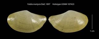 To NMNH Extant Collection (Yoldia martyria Holotype USNM 107423)