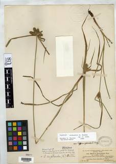 To NMNH Botany Collections (Cyperus subambiguus pallidicolor NMNH819416 type 1)