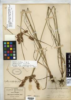 To NMNH Botany Collections (Cyperus uniflorus pseudothyrsiflorus NMNH64999 type 1)