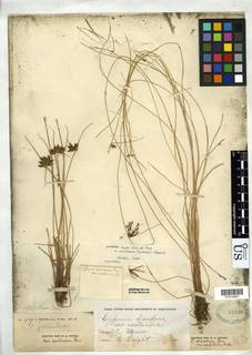 To Cyperus_diandrus.capitatus_NMNH57525_type_1