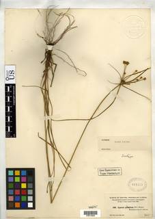 To Cyperus_nashii_NMNH818169_type_1