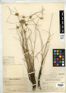 To NMNH Botany Collections (Cyperus lanceolatus subunioloides NMNH203601 type 1)