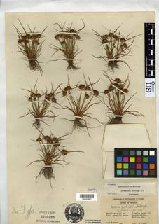 To NMNH Botany Collections (Cyperus granitophilus NMNH3200200 type 1)