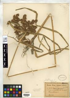 To Cyperus_eggersii.laticeps_NMNH818733_type_1