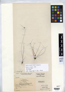 To NMNH Botany Collections (Cyperus arsenei NMNH3202782 type 1)