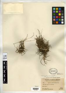 To NMNH Botany Collections (Cyperus andinus NMNH1474909 type 1)