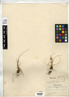 To Cyperus_andinus_NMNH818557_type_1