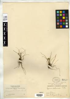 To Cyperus_andinus_NMNH50600_type_1