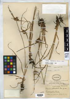 To Mariscus_latibracteatus_NMNH1032846_type_1