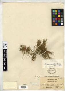 To Schoenoplectus_merrillii_NMNH1398862_type_1