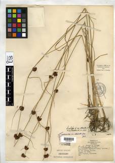 To Rhynchospora_cephalantha.attenuata_NMNH3151520_type_1