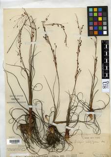 To Fintelmannia_eximia_NMNH85245_type_1