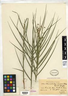 To Pleurostachys_cimaensis_NMNH1284958_type_1