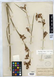 To Rhynchospora_stipitata_NMNH819691_type_1