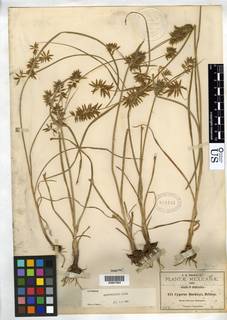 To NMNH Botany Collections (Cyperus buckleyi NMNH818141 type 1)