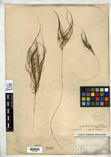 To NMNH Botany Collections (Scirpus submersus NMNH820064 type 1)