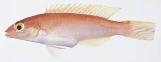 To NMNH Extant Collection (Decodon puellaris USNM 406020 photograph lateral view)