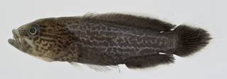 To NMNH Extant Collection (Rypticus saponaceus USNM 406030 photograph lateral view)