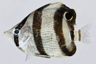 To NMNH Extant Collection (Chaetodon striatus USNM 406046 photograph lateral view)