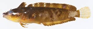 To NMNH Extant Collection (Paraclinus fasciatus USNM 406054 photograph lateral view)