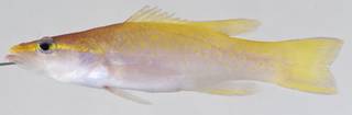 To NMNH Extant Collection (Liopropoma aberrans USNM 406130 photograph lateral view)