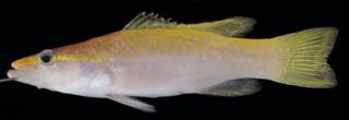 To NMNH Extant Collection (Liopropoma aberrans USNM 406130 photograph lateral view)