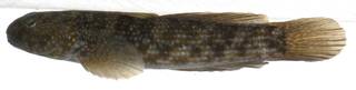 To NMNH Extant Collection (Bathygobius lacertus USNM 406156 photograph lateral view)