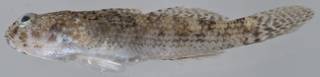 To NMNH Extant Collection (Bathygobius geminatus USNM 406189 photograph lateral view)
