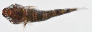 To NMNH Extant Collection (Tomicodon cryptus USNM 406228 photograph lateral view)