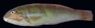 To NMNH Extant Collection (Halichoeres poeyi USNM 406257 photograph lateral view)