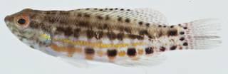 To NMNH Extant Collection (Serranus baldwini USNM 406260 photograph lateral view)