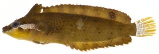 To NMNH Extant Collection (Paraclinus marmoratus USNM 406264 photograph lateral view)