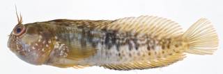 To NMNH Extant Collection (Parablennius marmoreus USNM 406272 photograph lateral view)