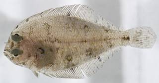 To NMNH Extant Collection (Citharichthys cornutus USNM 406304 photograph lateral view)
