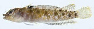 To NMNH Extant Collection (Starksia sluiteri USNM 406338 photograph lateral view)