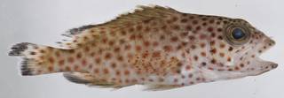 To NMNH Extant Collection (Epinephelus guttatus USNM 406349 photograph lateral view)