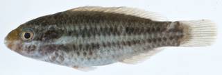 To NMNH Extant Collection (Scarus iseri USNM 406367 photograph lateral view)