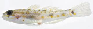 To NMNH Extant Collection (Coryphopterus USNM 406373 photograph lateral view)