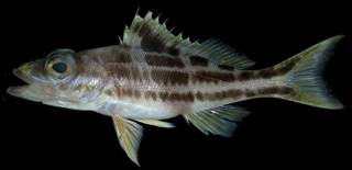 To NMNH Extant Collection (Serranus luciopercanus USNM 406395 photograph lateral view)