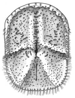 To NMNH Extant Collection (IZ USNM 265150 Xylopagurus tenuis)