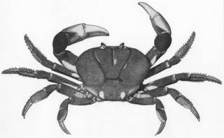 To NMNH Extant Collection (Gecarcinus ruricola USNM unrecorded catalog number)