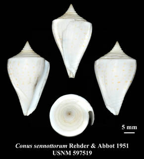 To NMNH Extant Collection (IZ MOL USNM 597519 Conus sennotturm Rehder & Abbott, 1951 plate)
