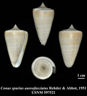 To NMNH Extant Collection (IZ MOL USNM 597521 Conus spurius aureofasciatus Rehder & Abbott, 1951 plate)