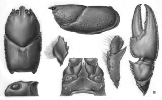 To NMNH Extant Collection (IZ Astacoides granulimanus MNHN)