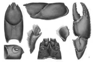 To NMNH Extant Collection (IZ Astacoides petiti MNHN As-211)