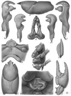 To NMNH Extant Collection (IZ Cambarus bartonii USNM unrecorded catalog number)